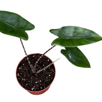 Alocasia zebrina