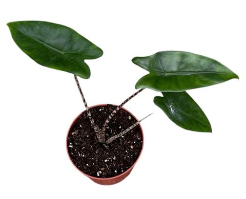 Alocasia zebrina