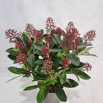 Skimmia japonica 'Rubella'