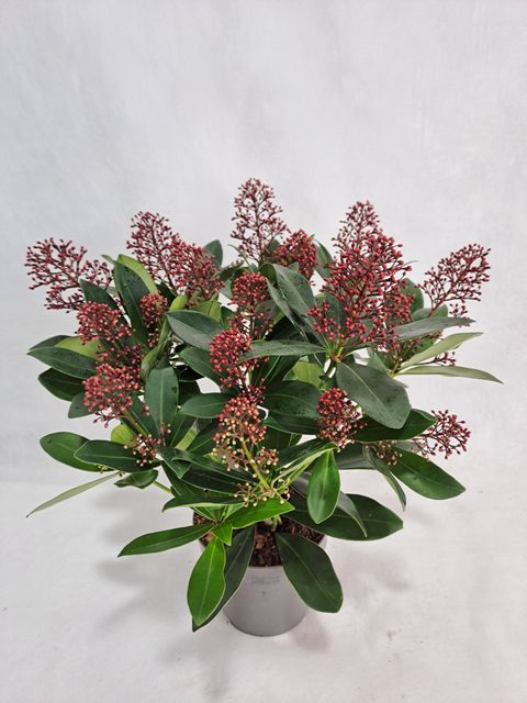 Skimmia japonica 'Rubella'