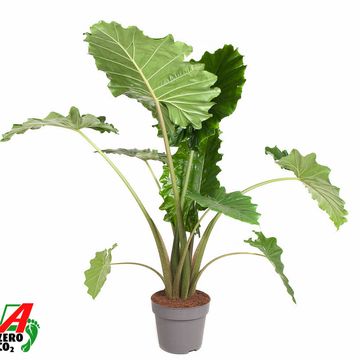 Alocasia PORTADORA