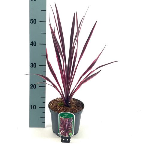 Cordyline 'Paso Doble'
