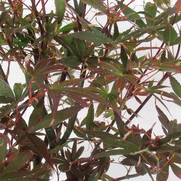 Acer palmatum 'Skeeter's Broom'