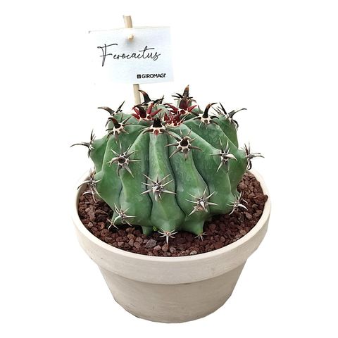 Ferocactus horridus brevispinus