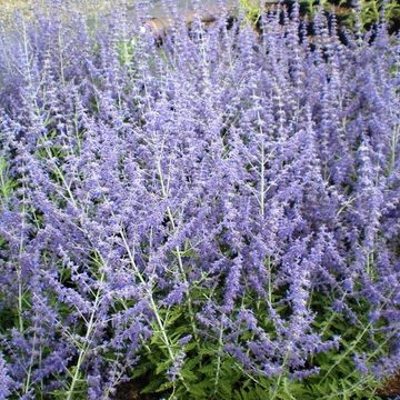 Perovskia atriplicifolia 'Little Spire'