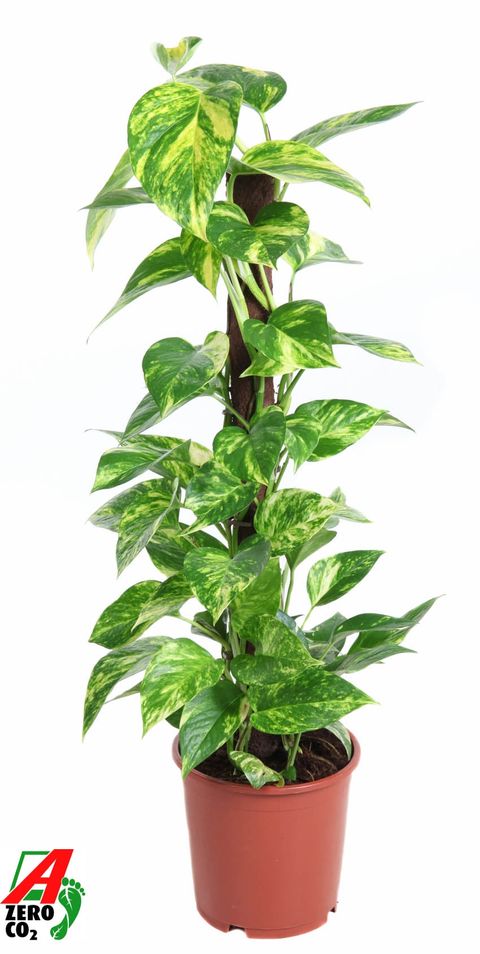 Epipremnum pinnatum