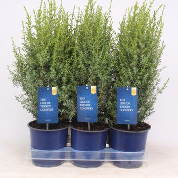 Juniperus communis 'Arnold'