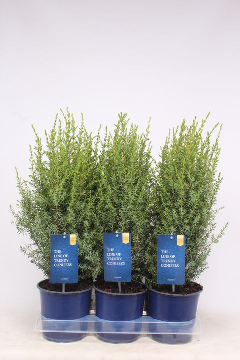 Juniperus communis 'Arnold'