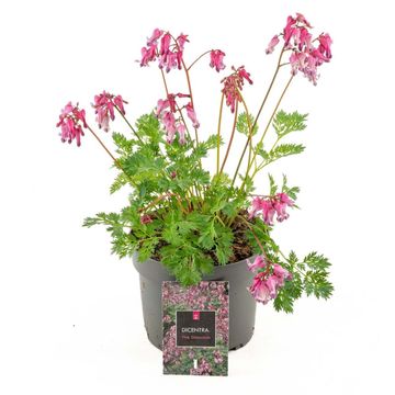 Dicentra 'Pink Diamonds'