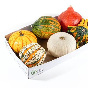 Cucurbita pepo MIX