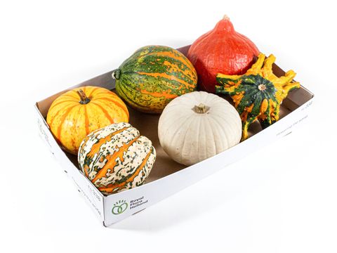 Cucurbita pepo MIX