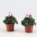 Cyclamen persicum 'Metis Victoria'