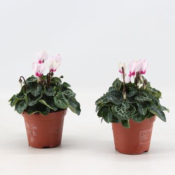 Cyclamen persicum 'Metis Victoria'