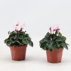 Cyclamen persicum 'Metis Victoria'