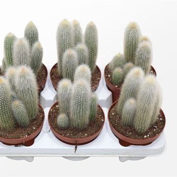 Cleistocactus straussii