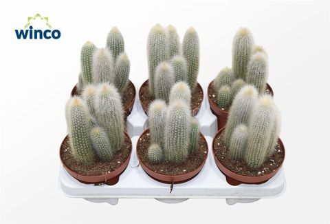 Cleistocactus straussii
