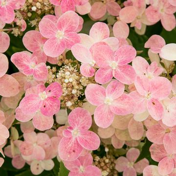 Hydrangea paniculata SWITCH OPHELIA
