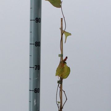 Actinidia kolomikta