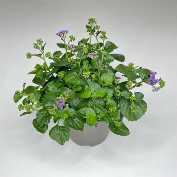 Ageratum houstonianum 'Monarch Magic'