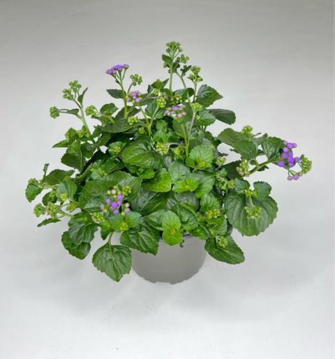 Ageratum houstonianum 'Monarch Magic'