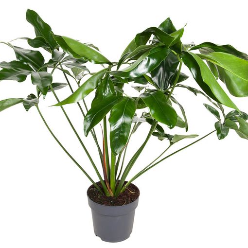 Philodendron 'Green Wonder'