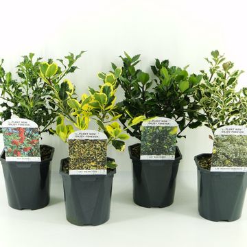 Ilex aquifolium MIX