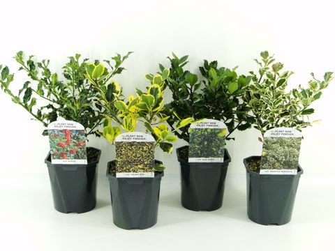 Ilex aquifolium MIX