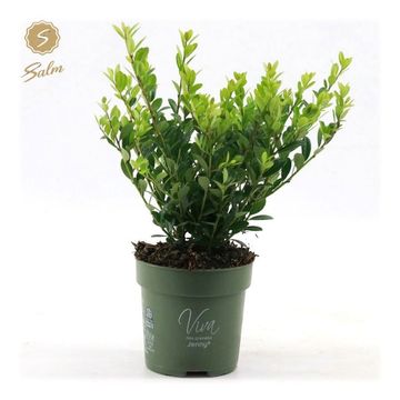 Ilex crenata 'Jenny'