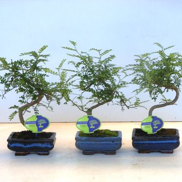 Zanthoxylum piperitum Zanthoxylum piperitum
