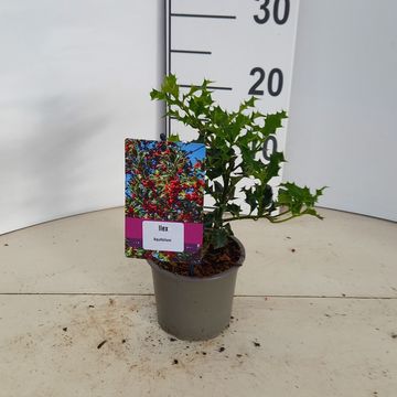 Ilex aquifolium