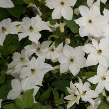 Clematis GLORIOUS WHITE