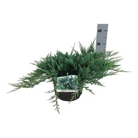 Juniperus horizontalis 'Blue Chip'
