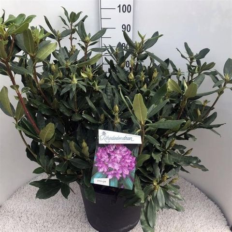 Rhododendron ponticum 'Roseum'