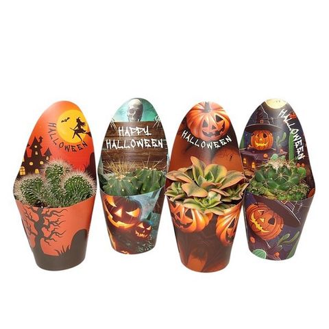 Cactus / Succulents MIX