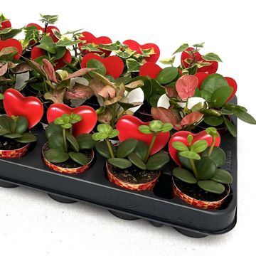 Комнатные растения MIX