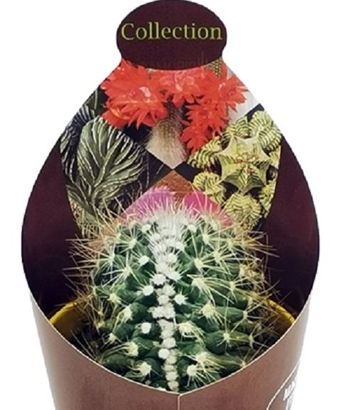 Mammillaria pringlei cristata