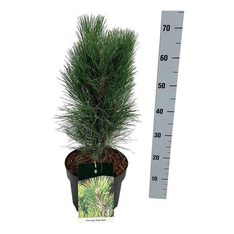 Pinus nigra 'Green Tower'