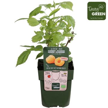 Rubus idaeus 'Autumn Amber'