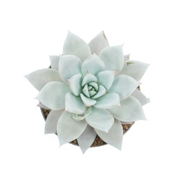 Echeveria colorata 'Mexican Giant'