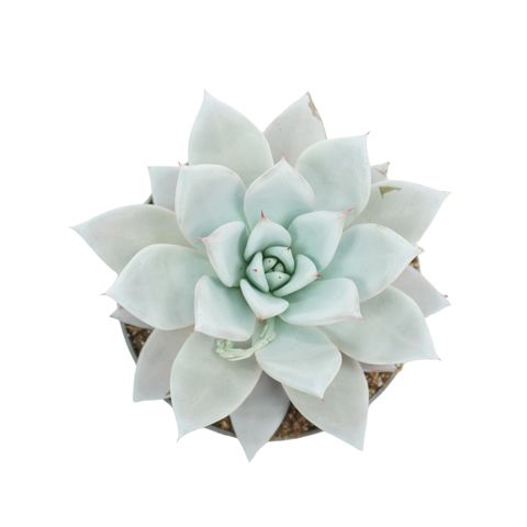 Echeveria colorata 'Mexican Giant'