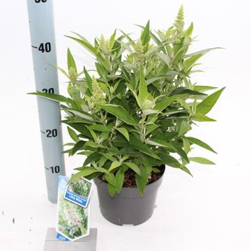 Buddleja davidii BUTTERFLY CANDY LITTLE WHITE