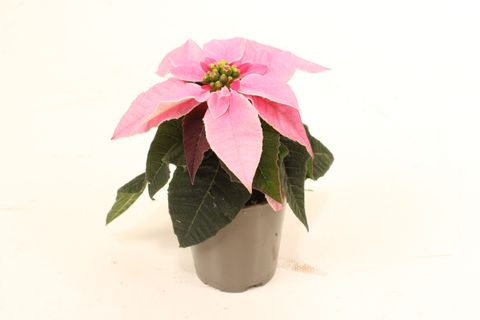 Euphorbia pulcherrima PRINCETTIA HOT PINK