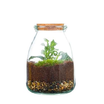 Arrangemang Terrarium