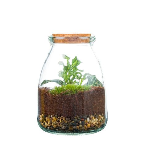 Composizione Terrarium