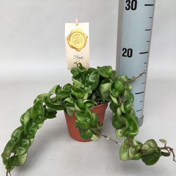 Hoya carnosa 'Compacta'