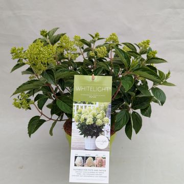 Hydrangea paniculata WHITELIGHT