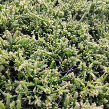 Rhipsalis capilliformes