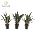 Sansevieria trifasciata 'Black Coral'