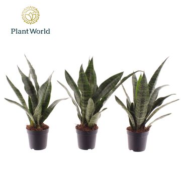 Sansevieria trifasciata 'Black Coral'