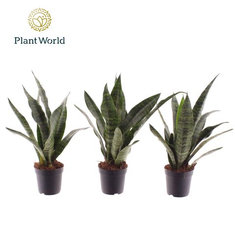 Sansevieria trifasciata 'Black Coral'